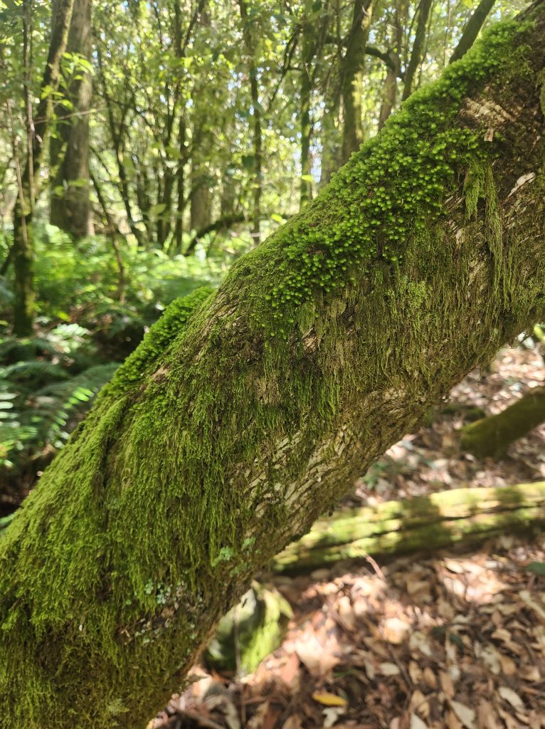 Mosses and lichen over a tree trunk, with a forest in the background