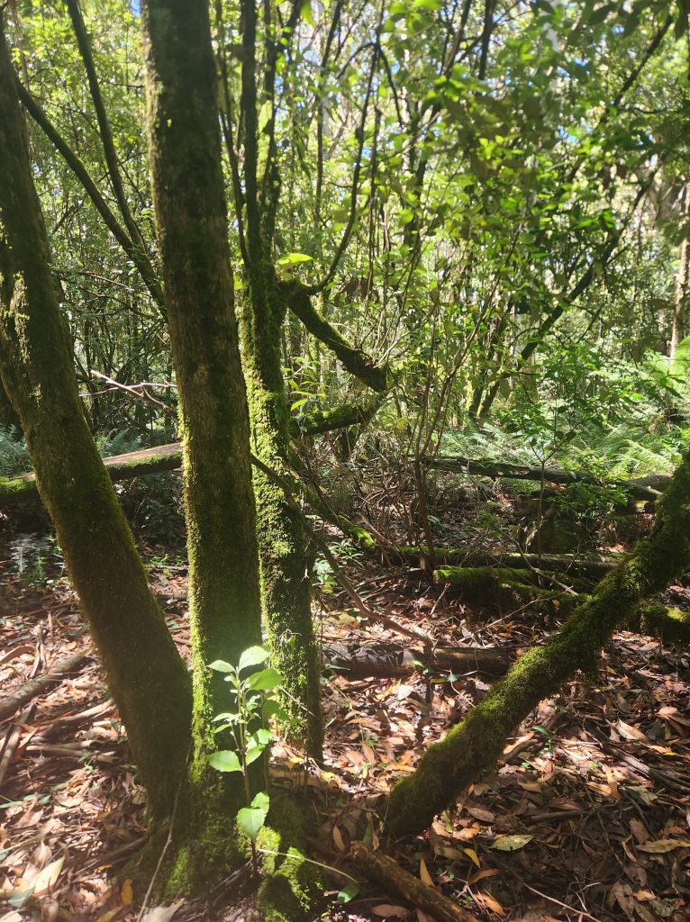 Thin trees forking out of the ground, covered in mosses, with thick bushes in the background